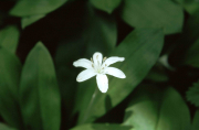 Clintonia, Queen's Cup (Clintonia uniflora)